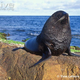 Illustration for article titled Surprise Pinnipednesday - Arctocephalus forsteri Edition